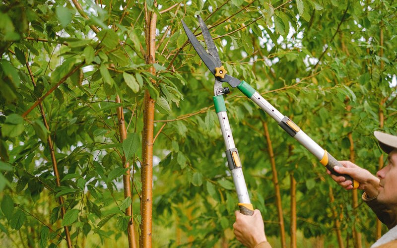 Tree trimming in Greenbush, ME