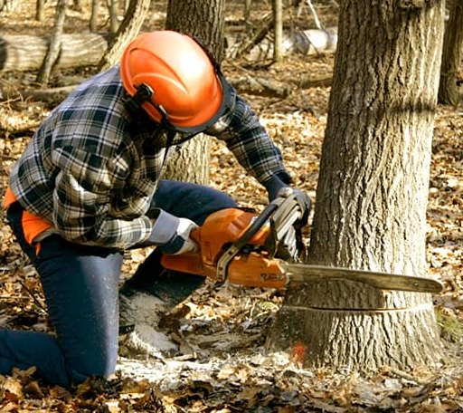 Tree Removal in Greenbush, ME